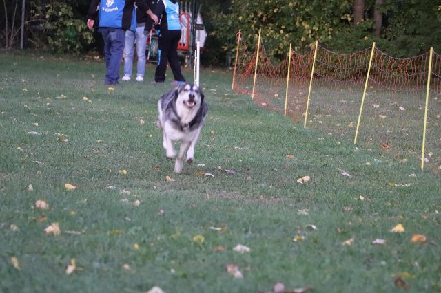 Herbstfest 2019